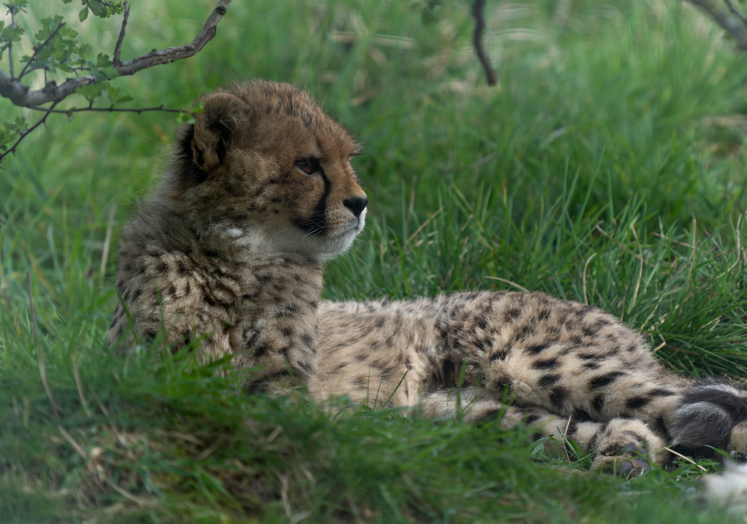Young cheetah, Hamerton, UK