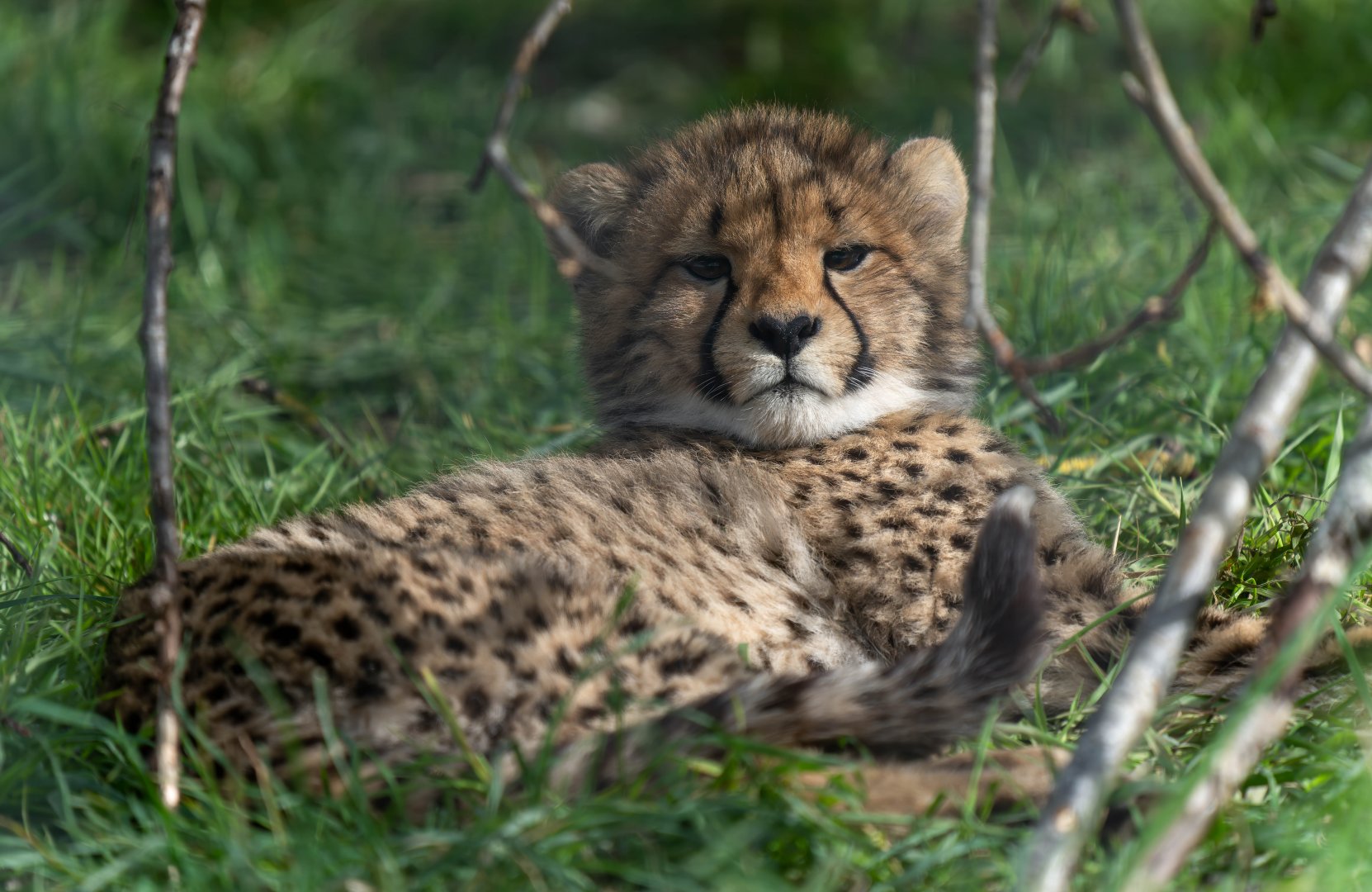 Young cheetah, Hamerton, UK