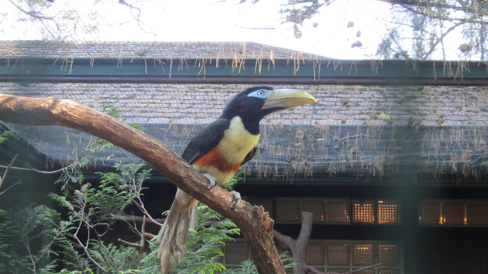 Young Chestnut-eared aracari
