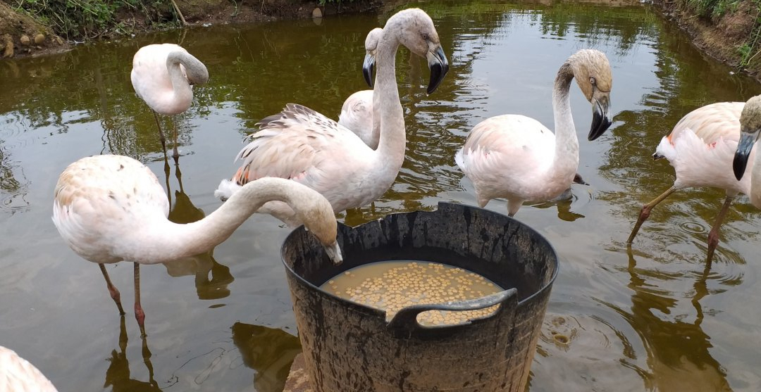 Young Chilean flamingalings