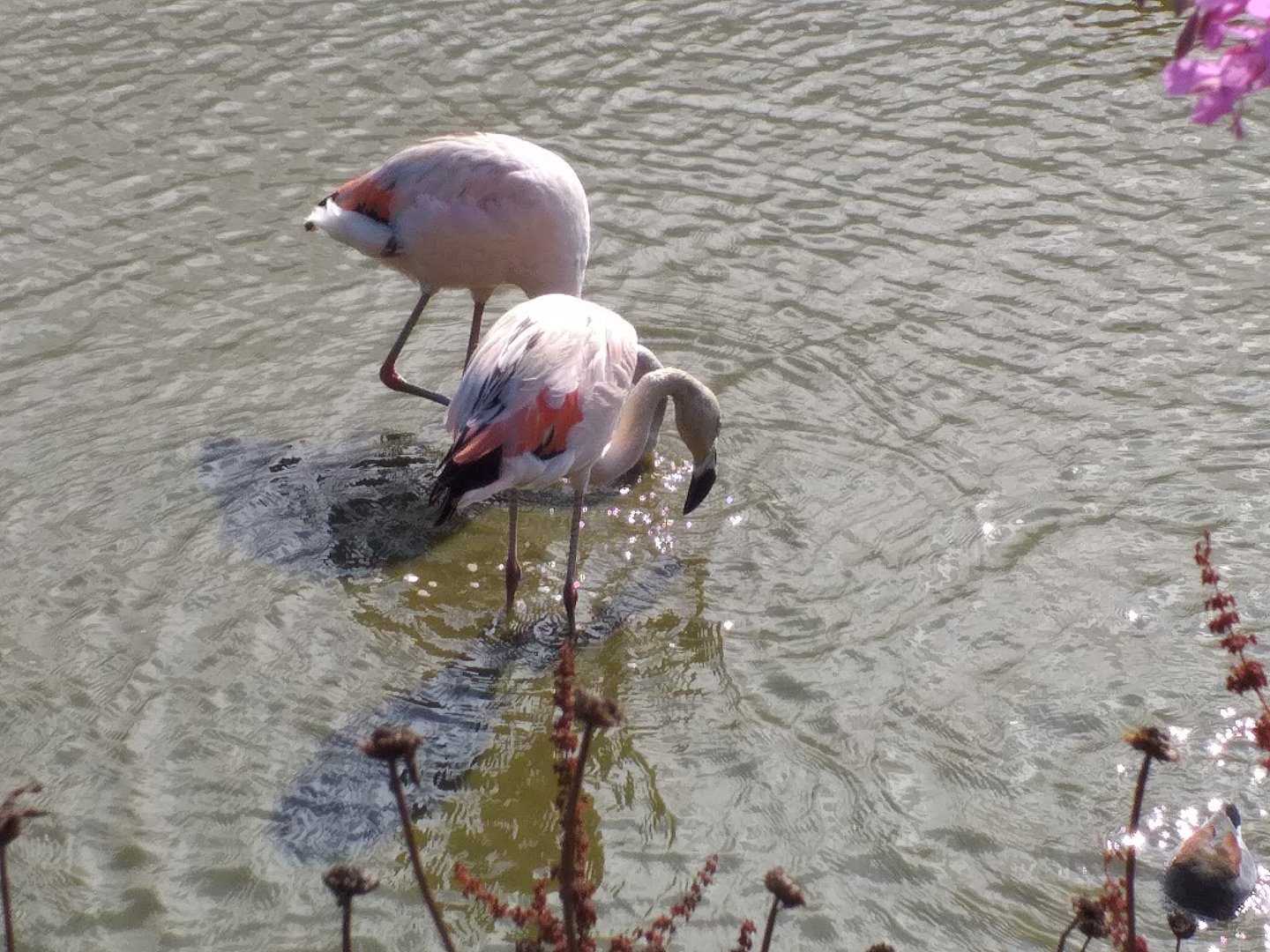 Young Chilean flamingo feeding