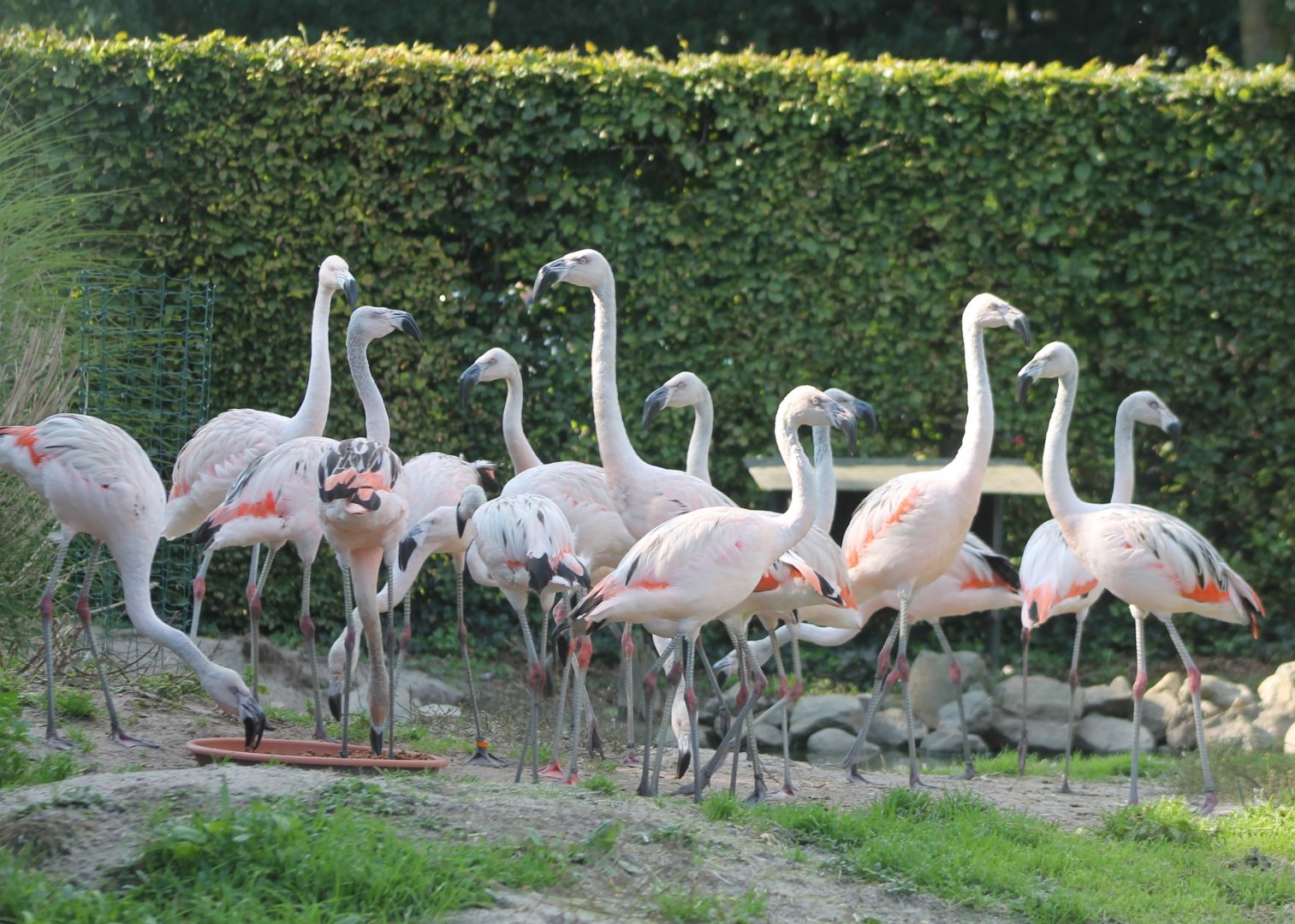 Young Chilean flamingos - 2016-bred