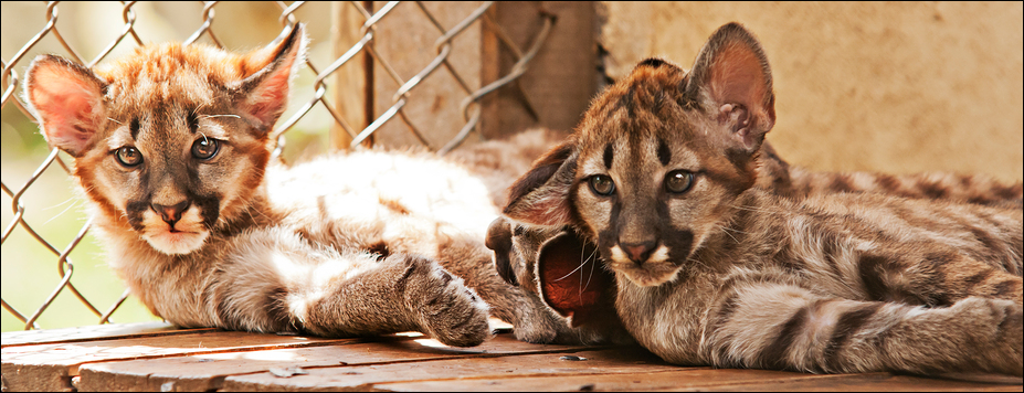 Young chilean pumas at Ströhen