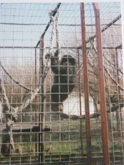 Young Chimp in separate cage March 1994.