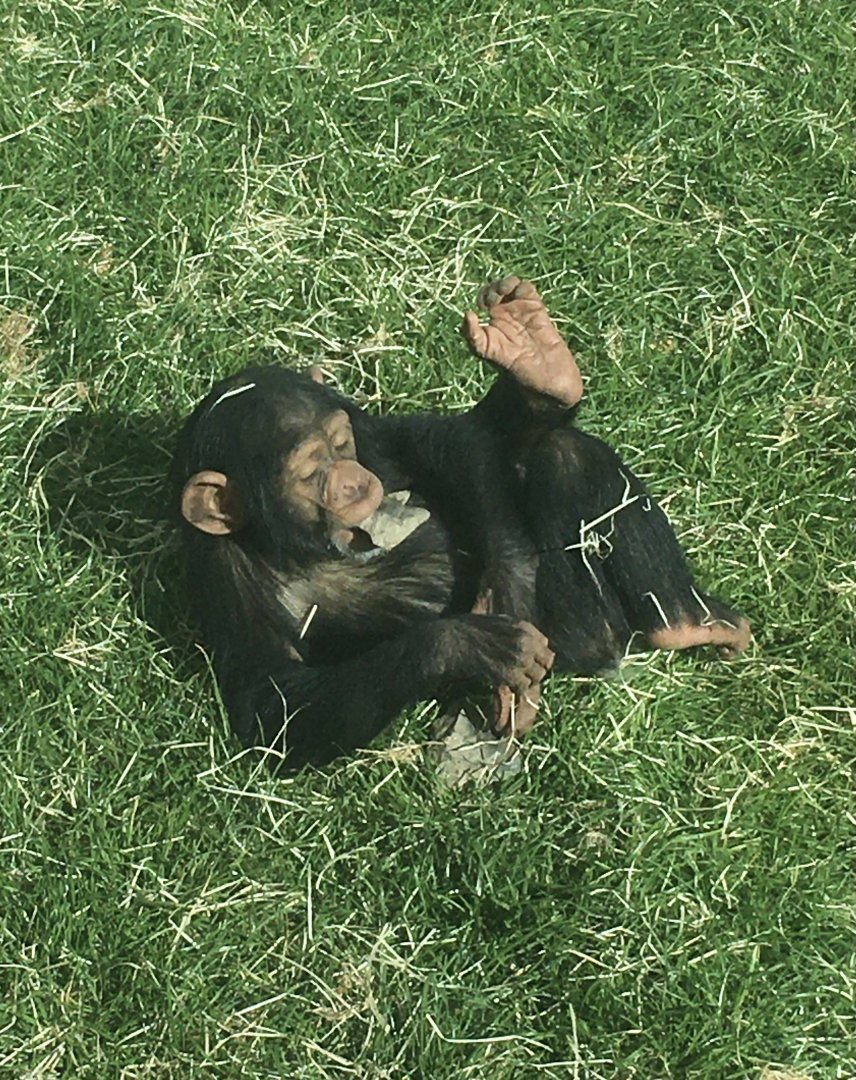 Young Chimp playing with a rock