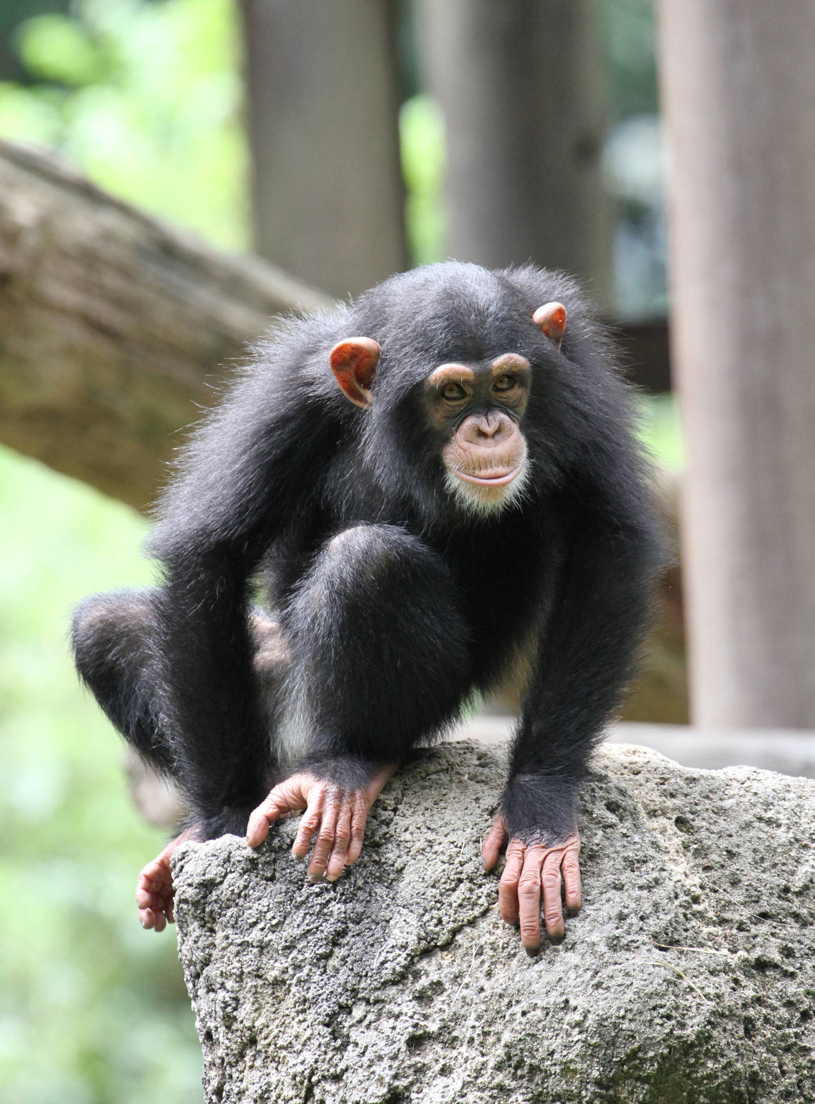 Young Chimp