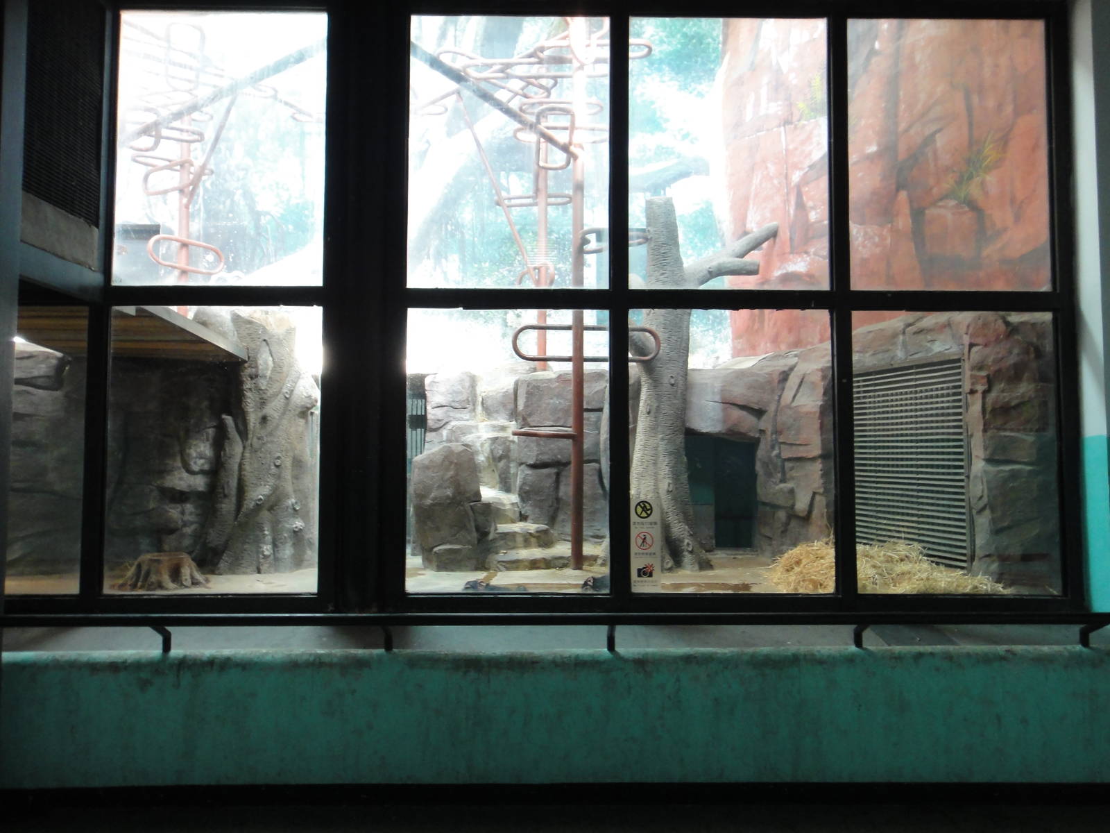 Young chimpanzee enclosure