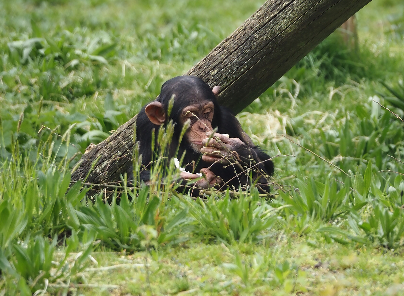 Young Chimpanzee (Pan troglodytes), 2024-04-06