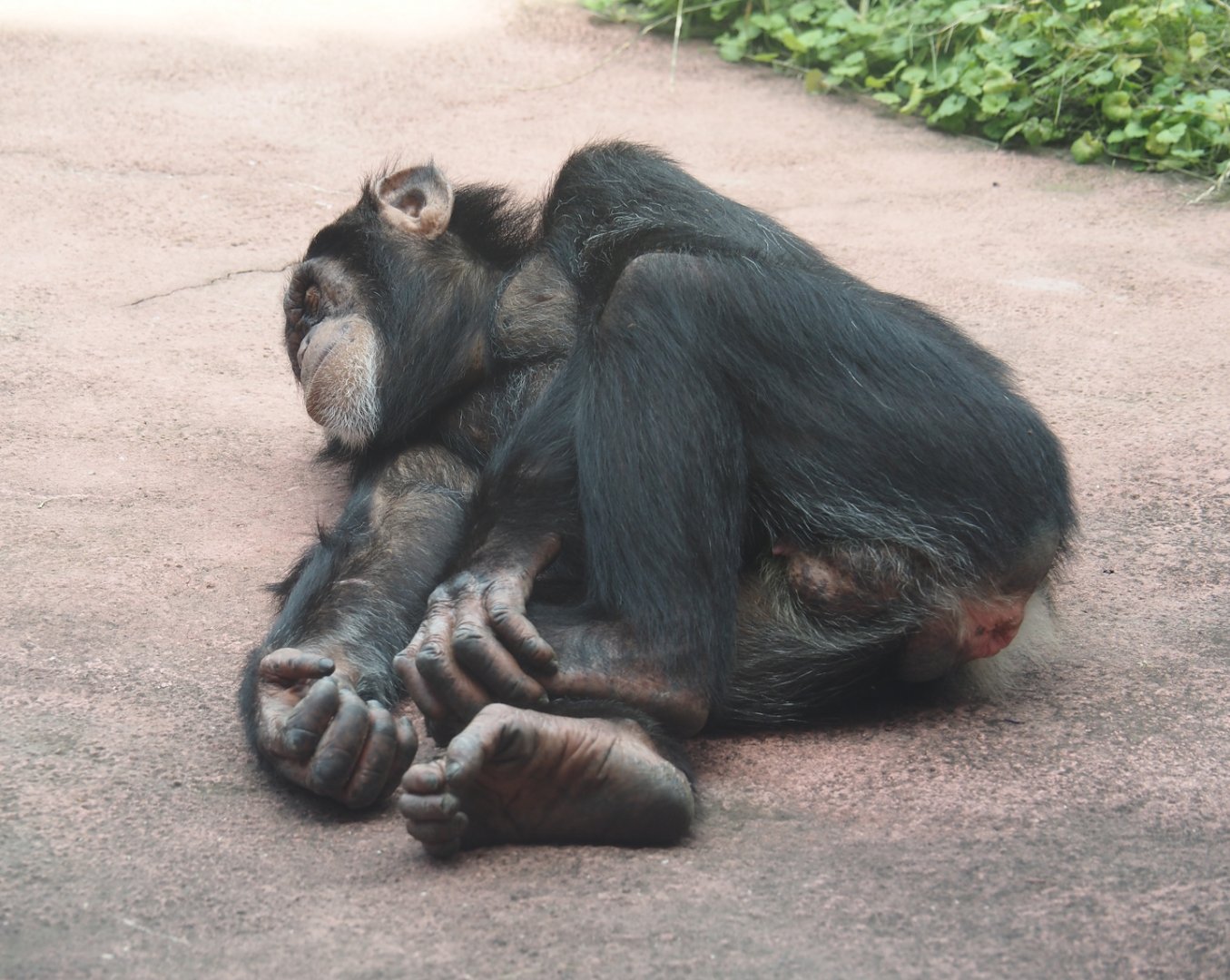Young Chimpanzee (Pan troglodytes), 2024-08-05