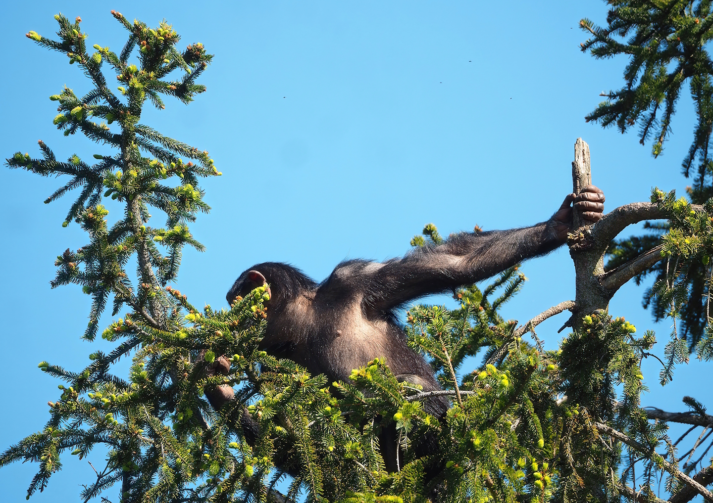 Young Chimpanzee (Pan troglodytes) in a spruce tree, 2023-05-19