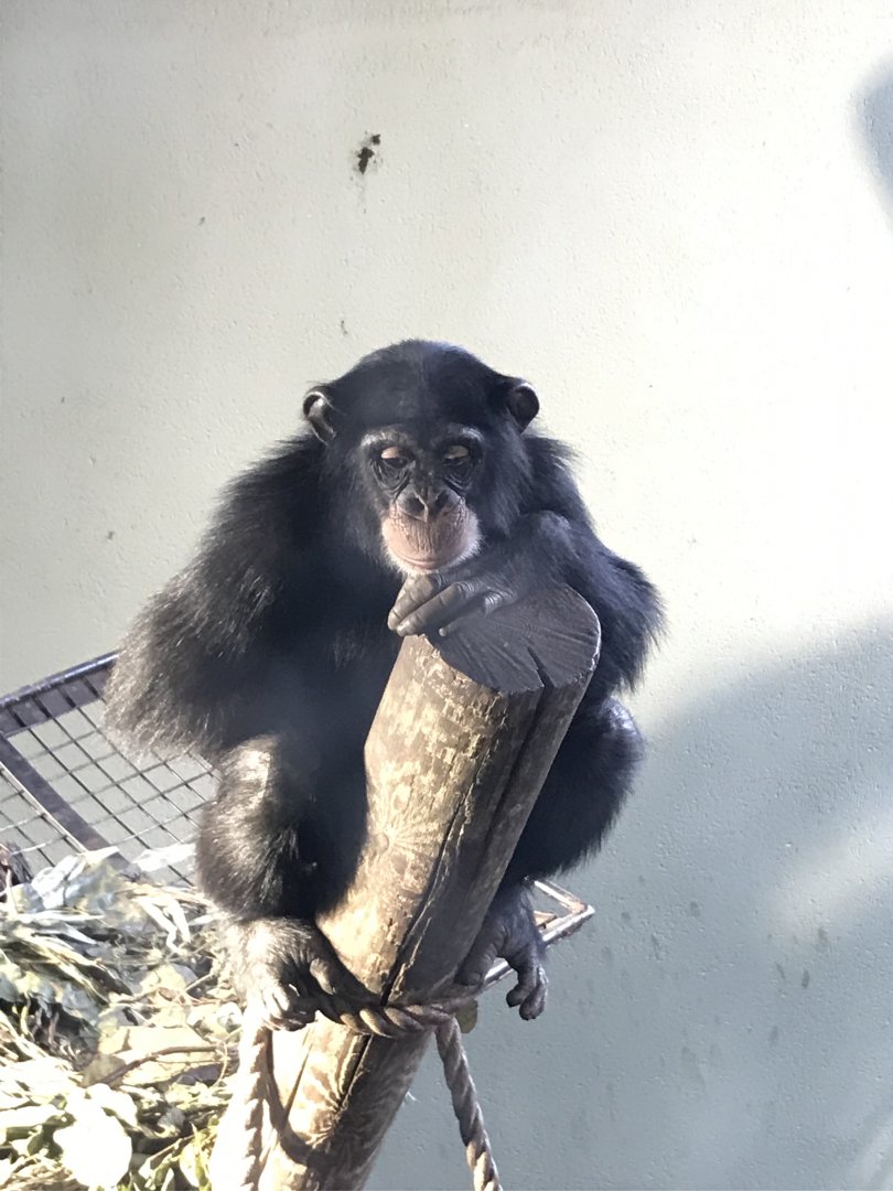 Young chimpanzee “Velu”