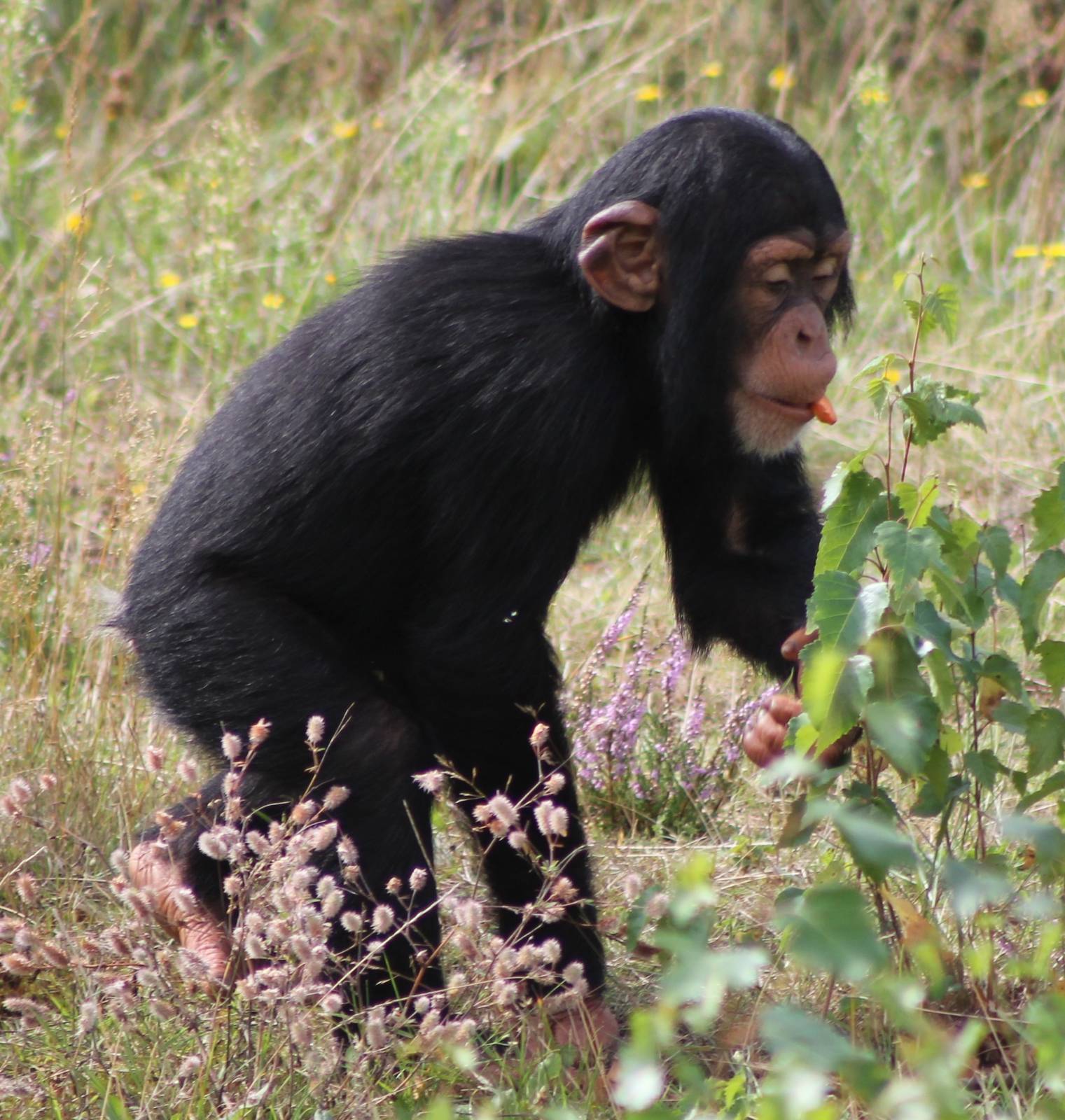 Young Chimpanzee