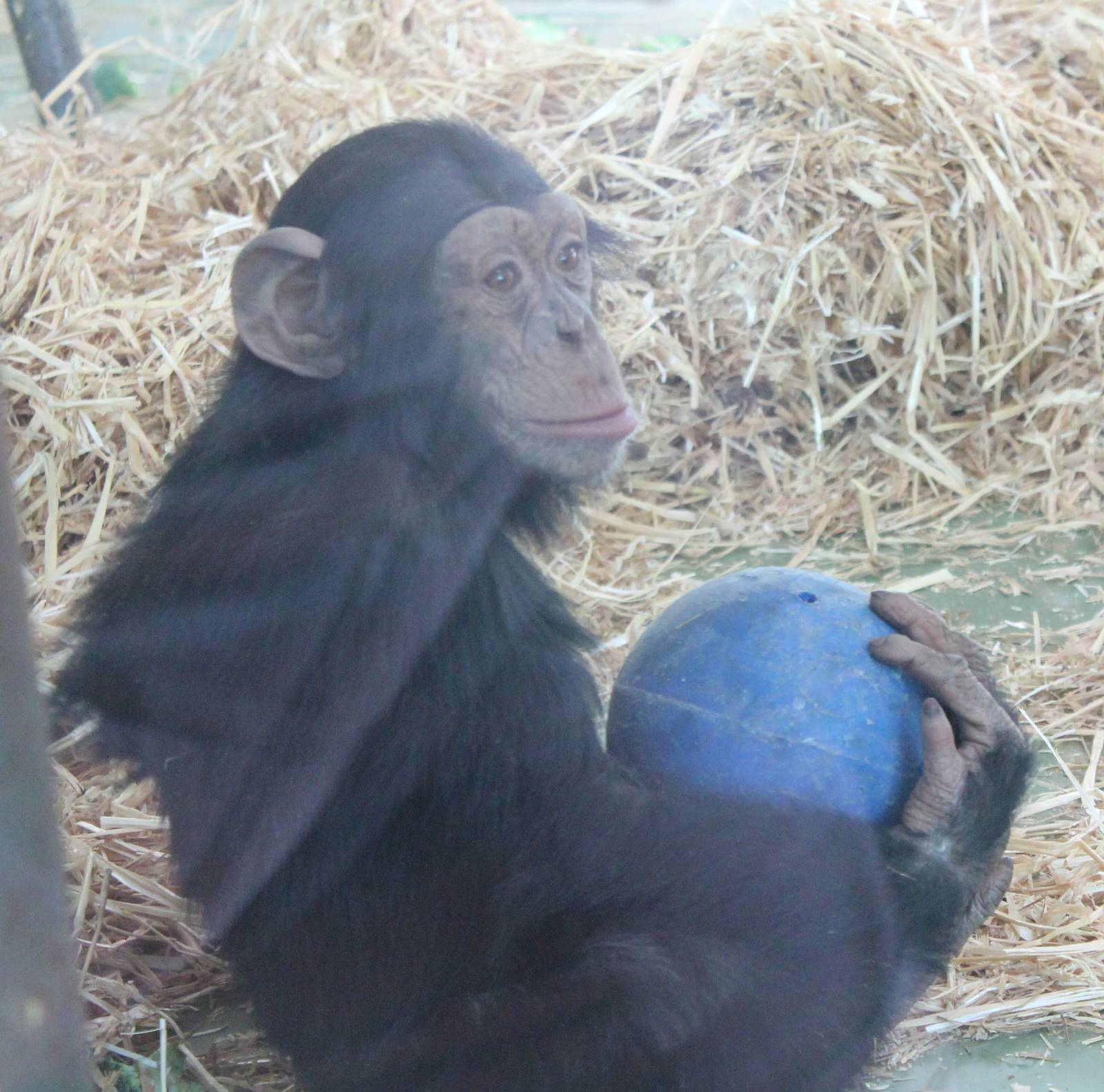Young Chimpanzee