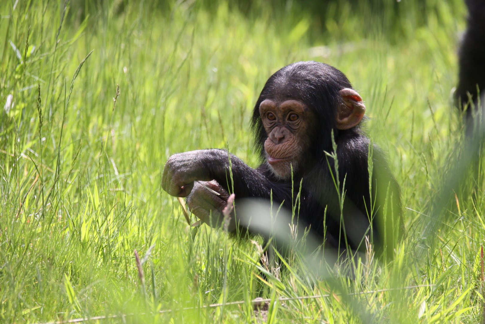 Young chimpanzee