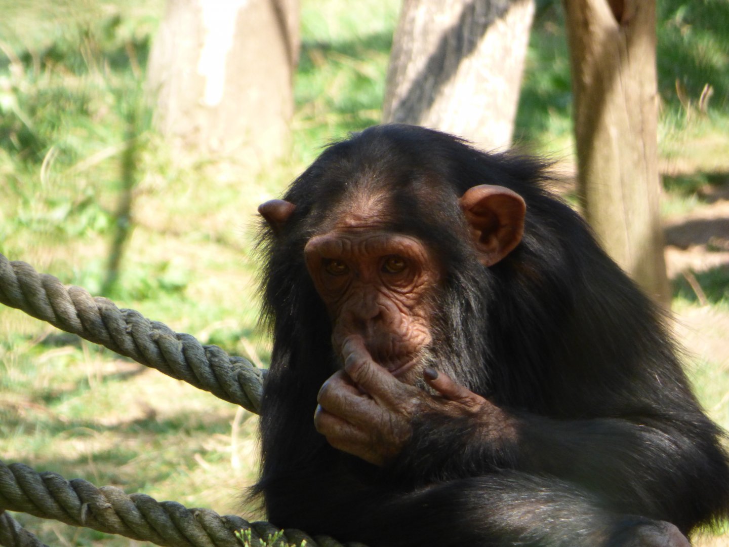 Young Chimpanzee