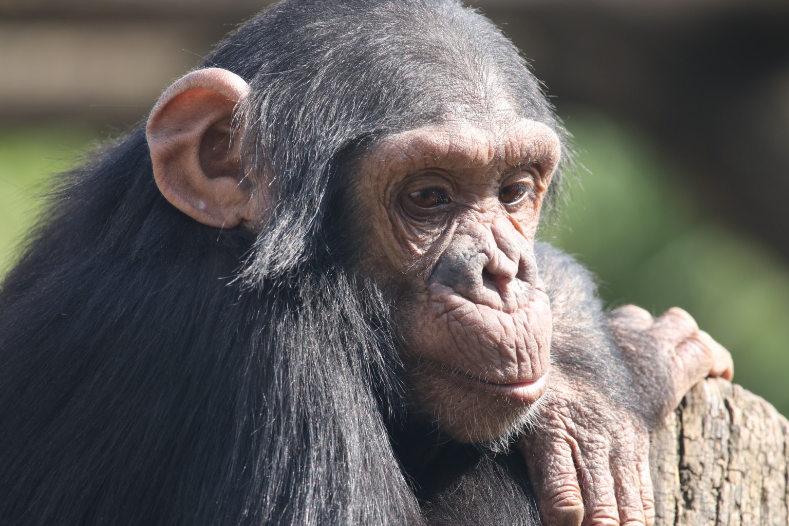 Young chimpanzee