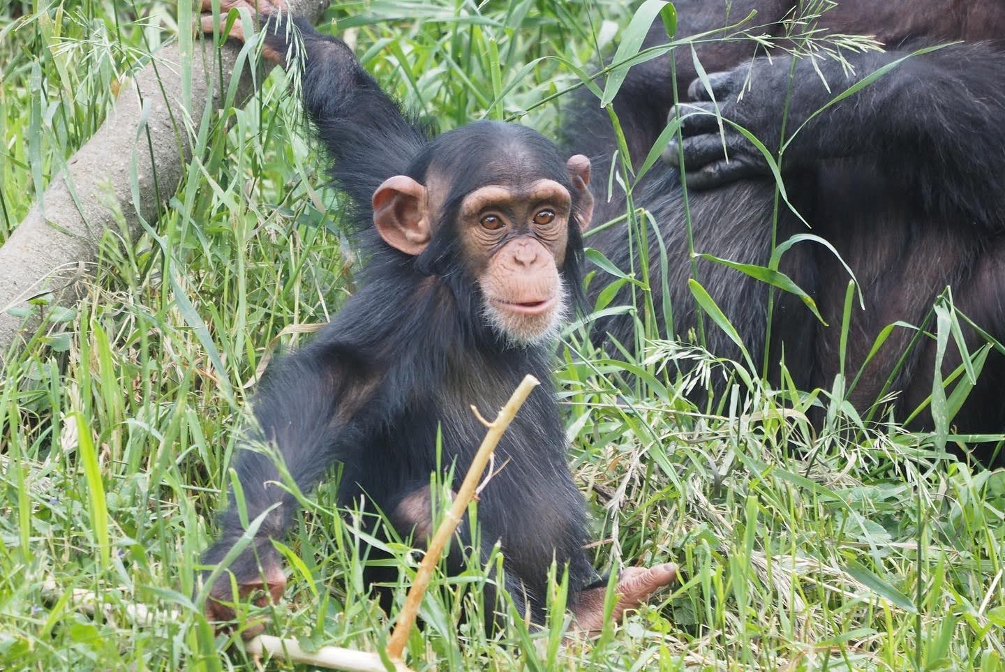 Young chimpanzee