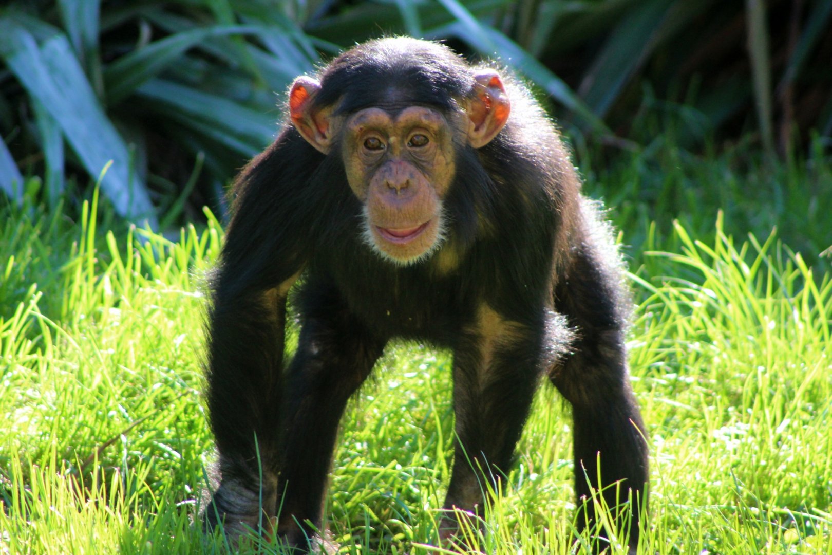 Young Chimpanzee