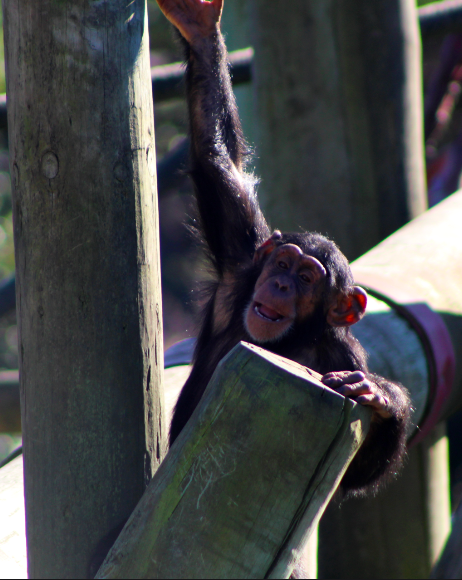 Young Chimpanzee
