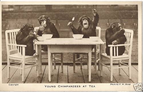 Young Chimpanzees at Tea