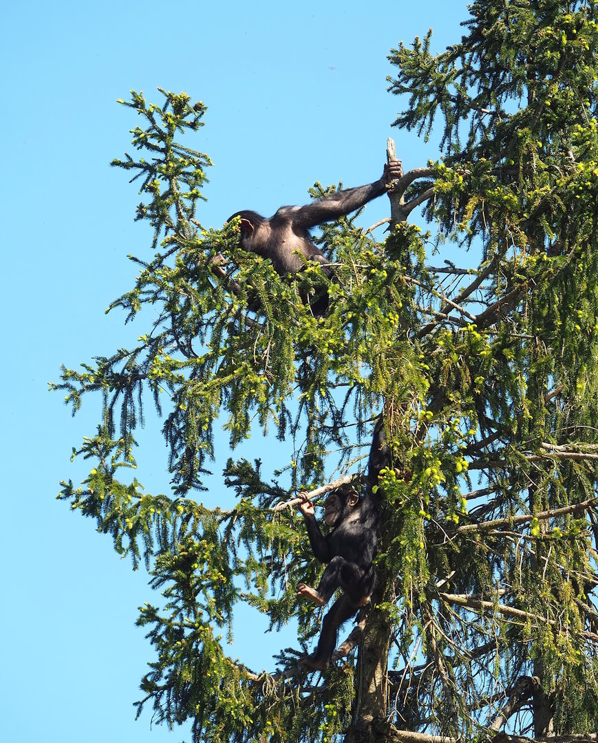 Young Chimpanzees (Pan troglodytes) in a spruce tree, 2023-05-19