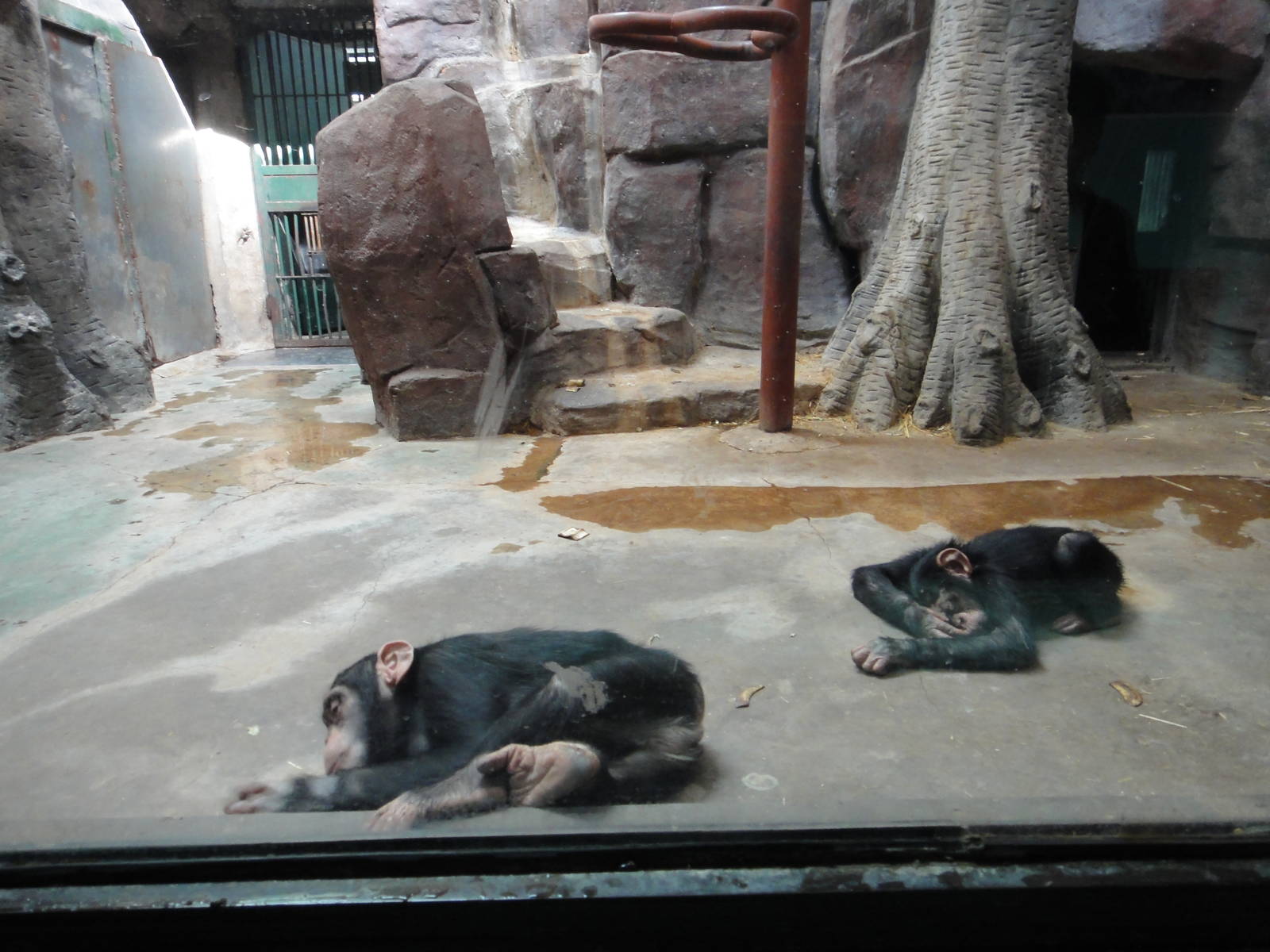 Young chimpanzees (Pan troglodytes)
