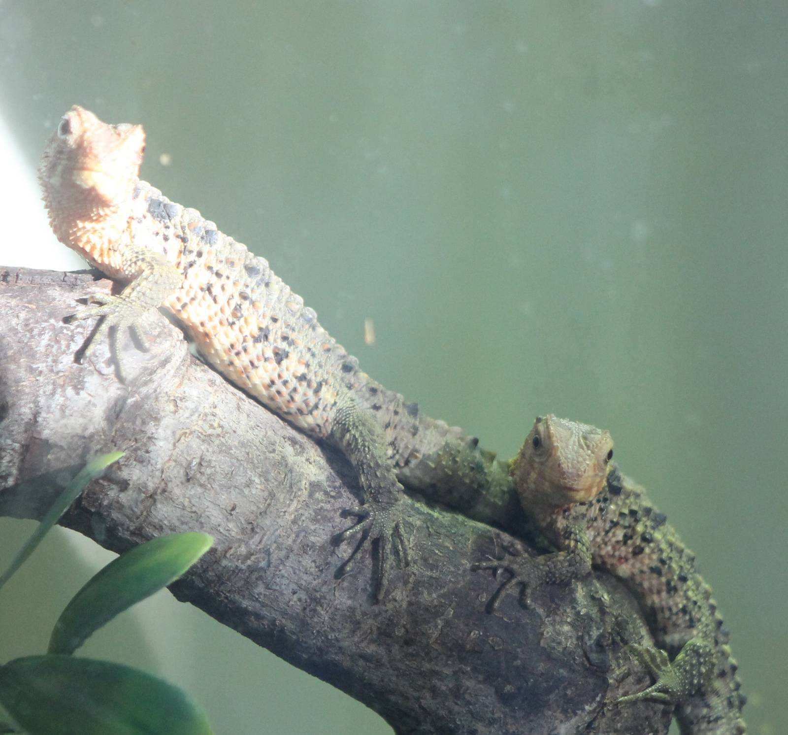 Young Chinese crocodile lizards