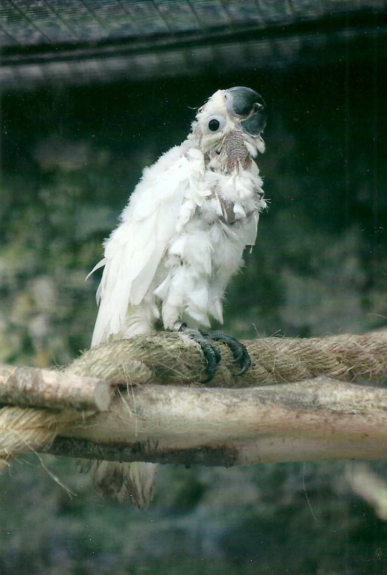 Young Citron-crested Cockatoo, 26th September 2013