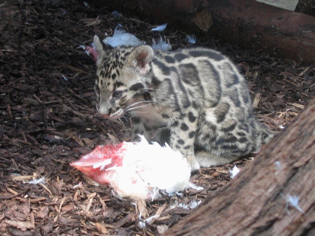 Young Clouded leopard @ Prague zoo