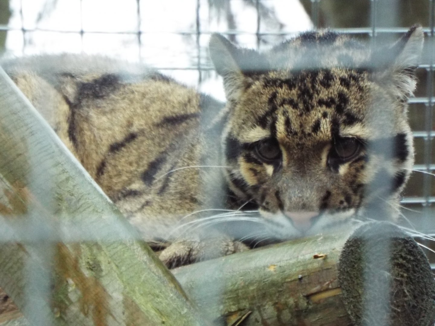Young Clouded Leopard