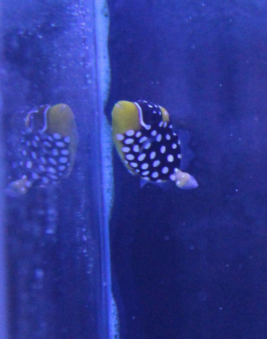 Young Clown triggerfish