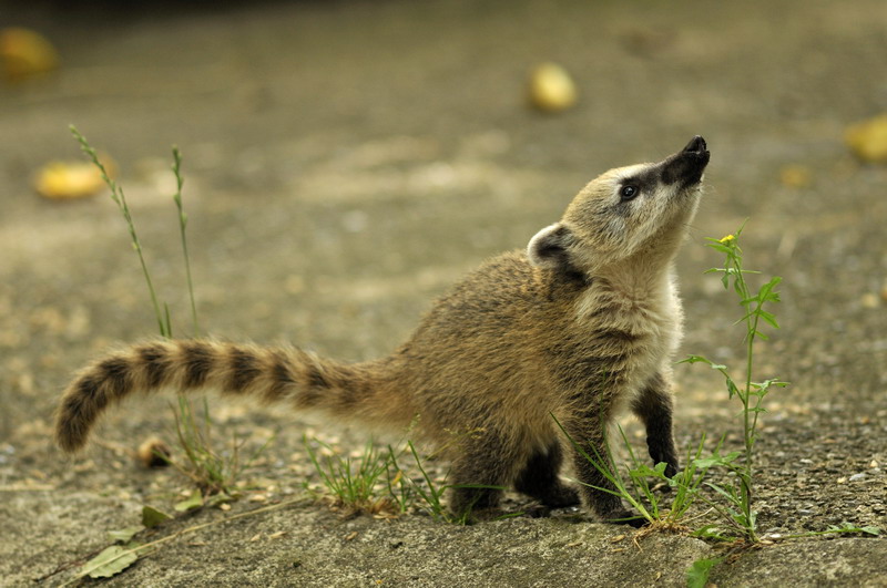 Young coati at Hagenbeck
