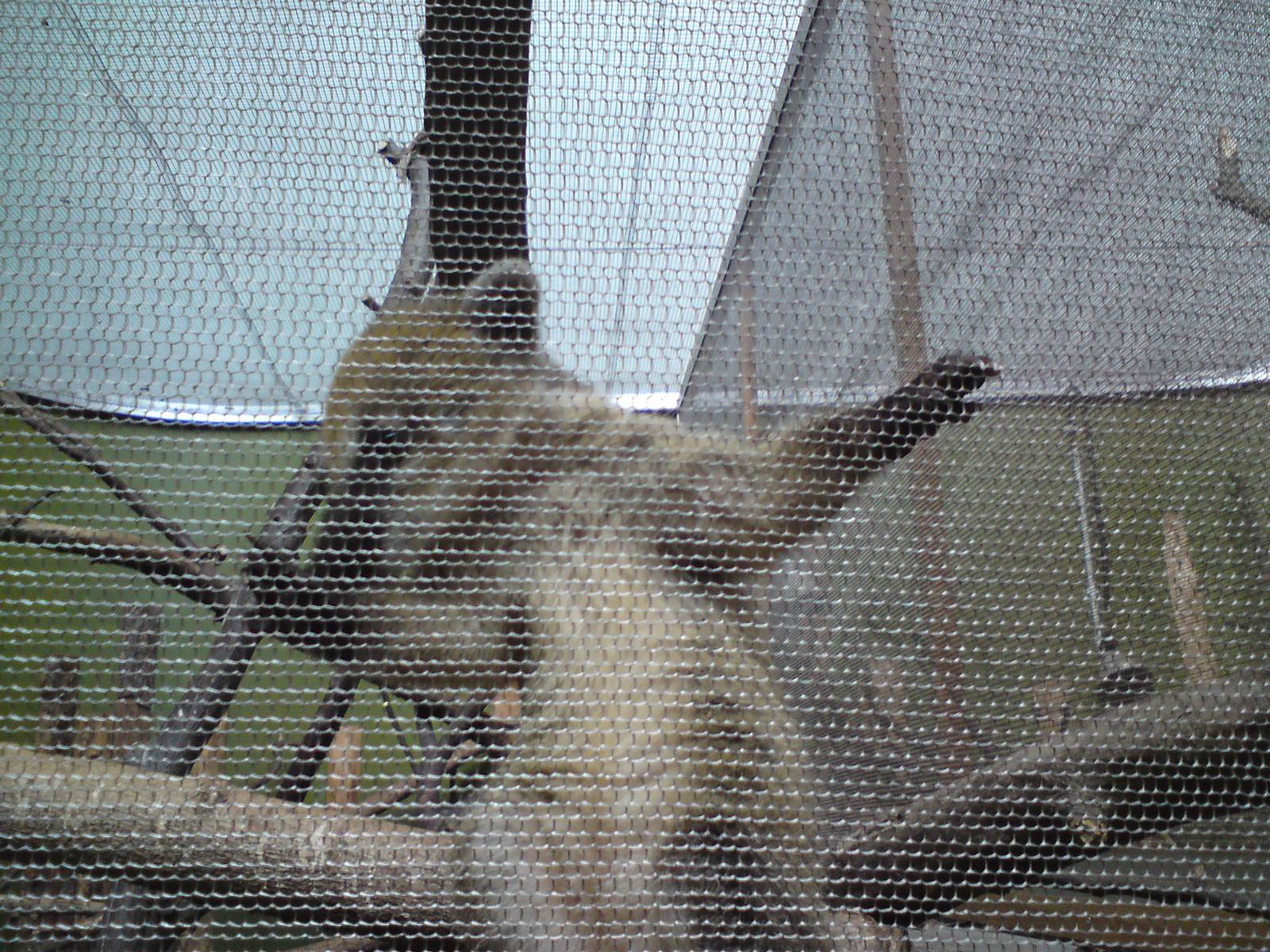 Young coati in the Casson