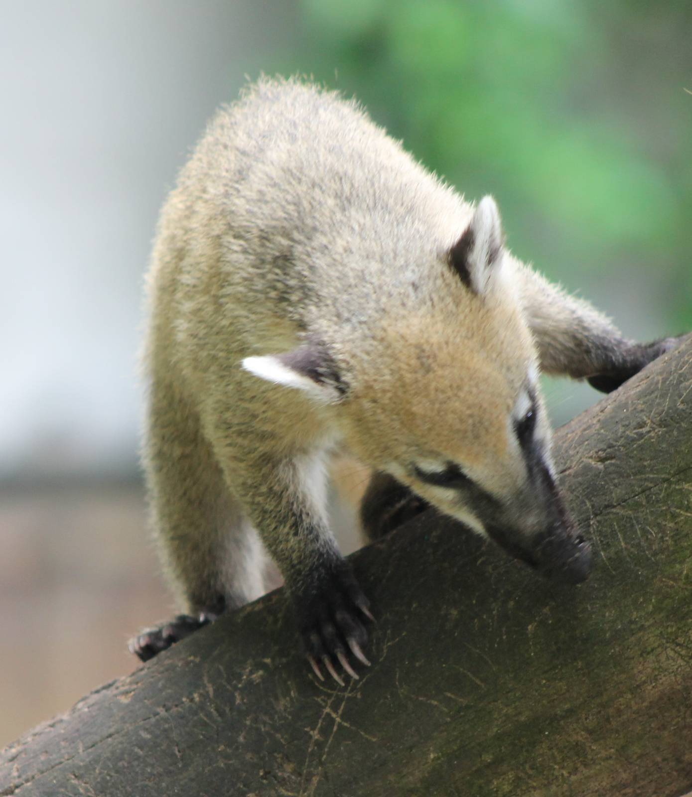Young Coati