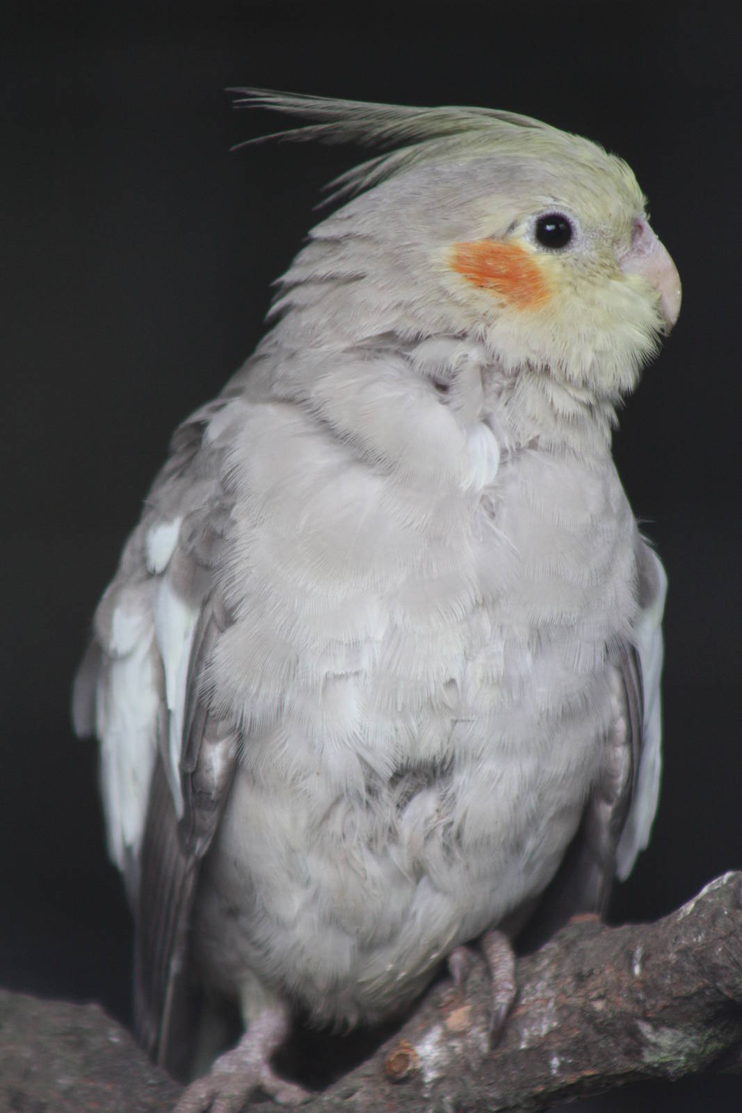 Young Cockatiel, 13th July 2014