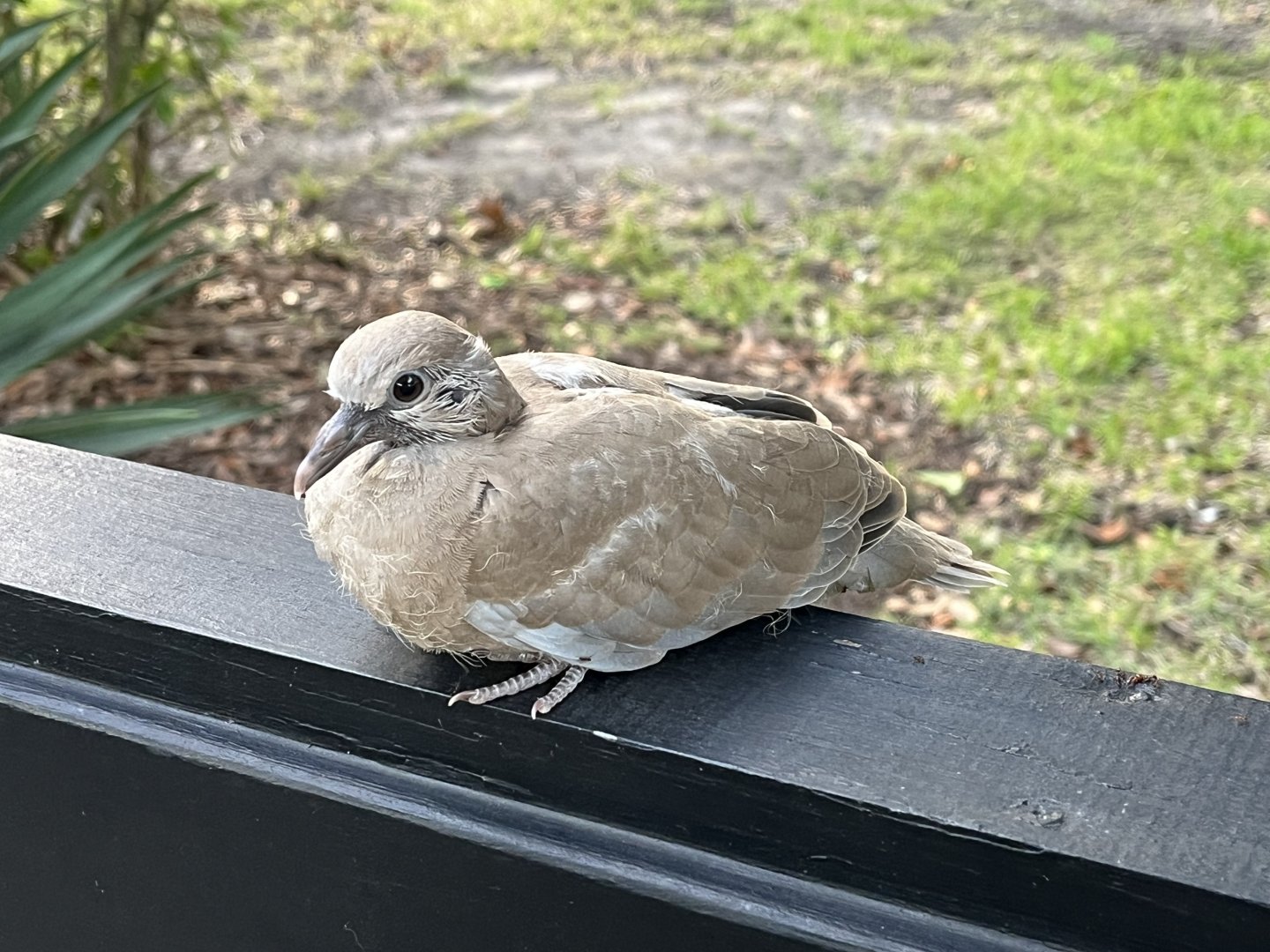 Young Collared Dove