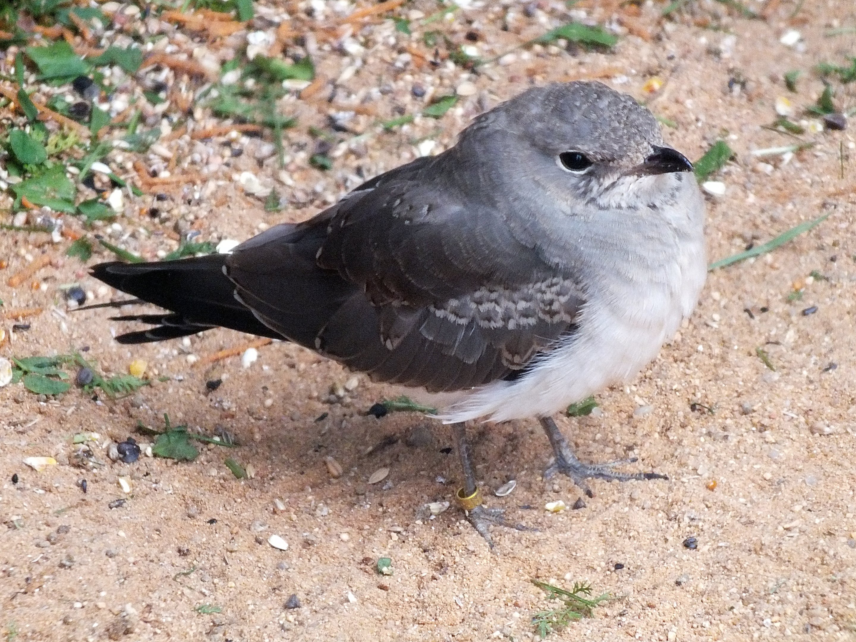 Young collared pratincole