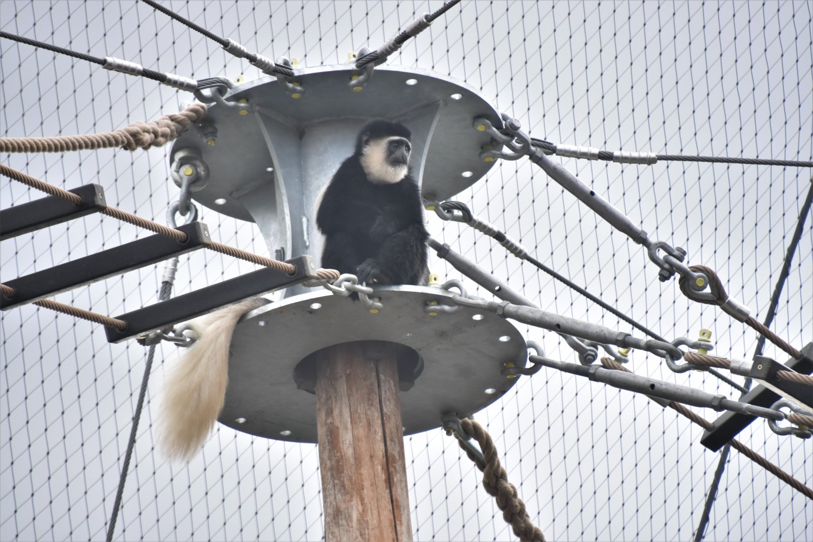 Young colobus in the Snowdon