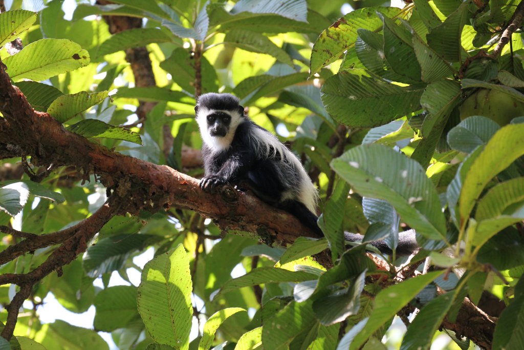Young Colobus