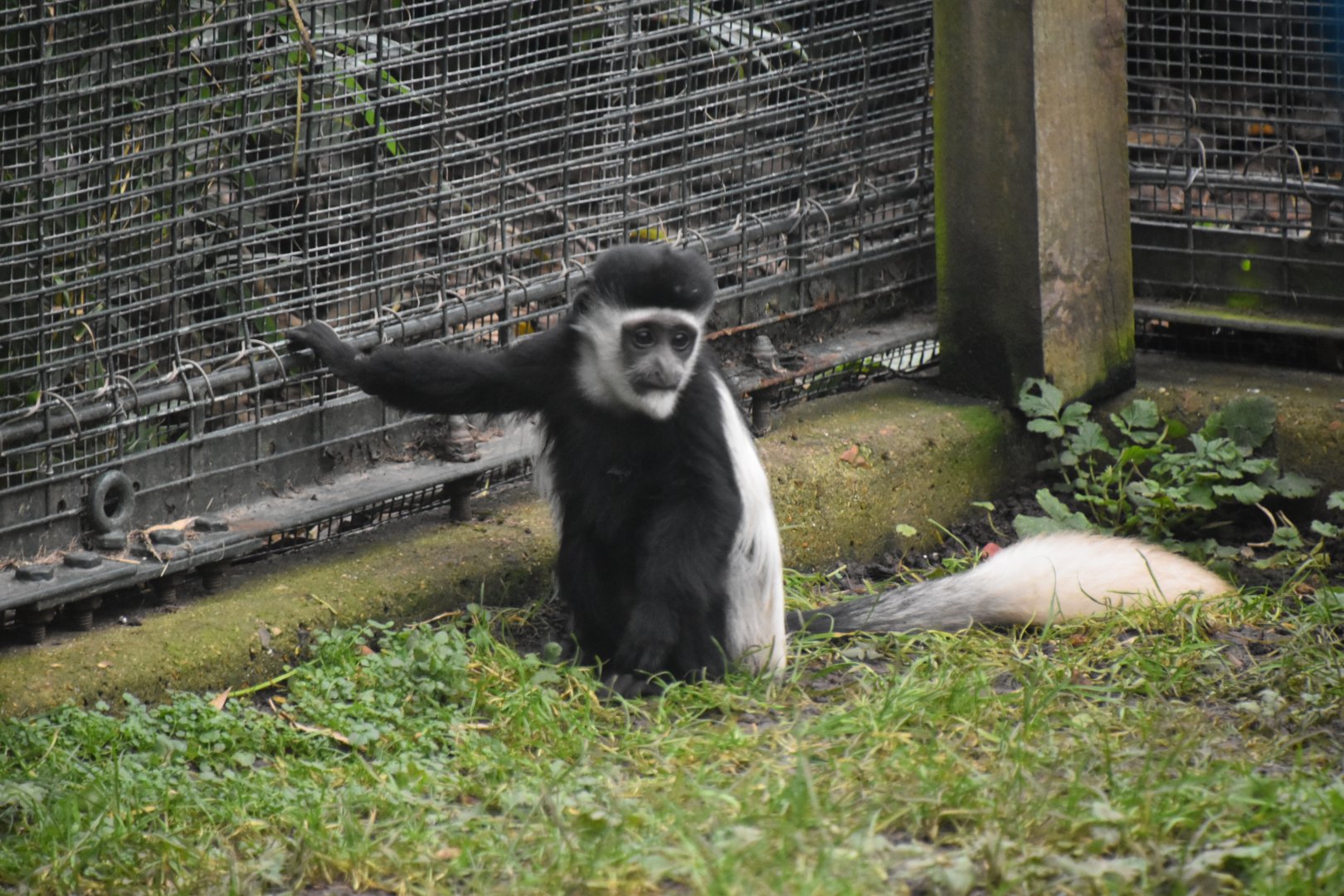 Young colobus