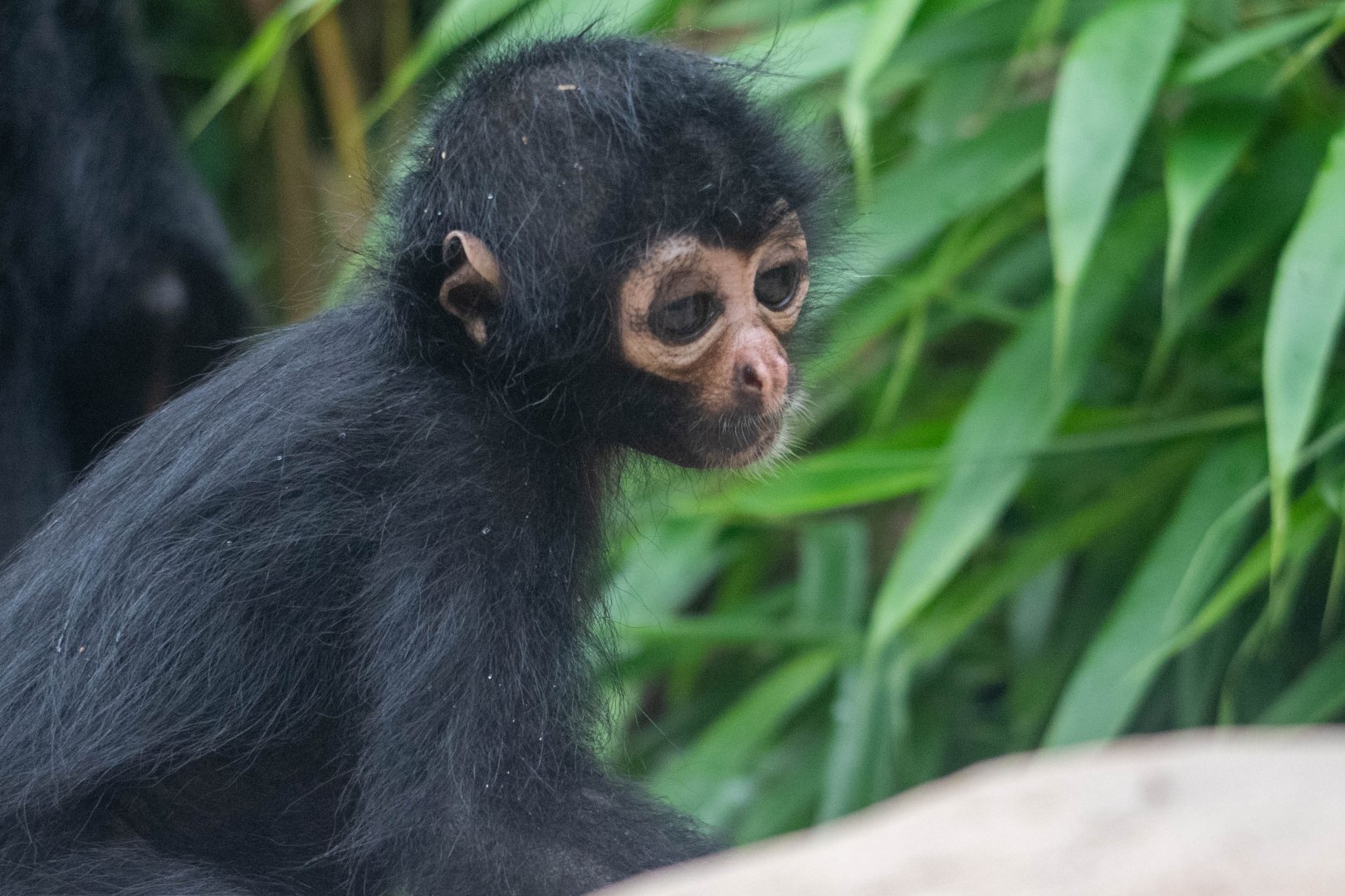 Young Colombian Black Spider Monkey at Colchester Zoo