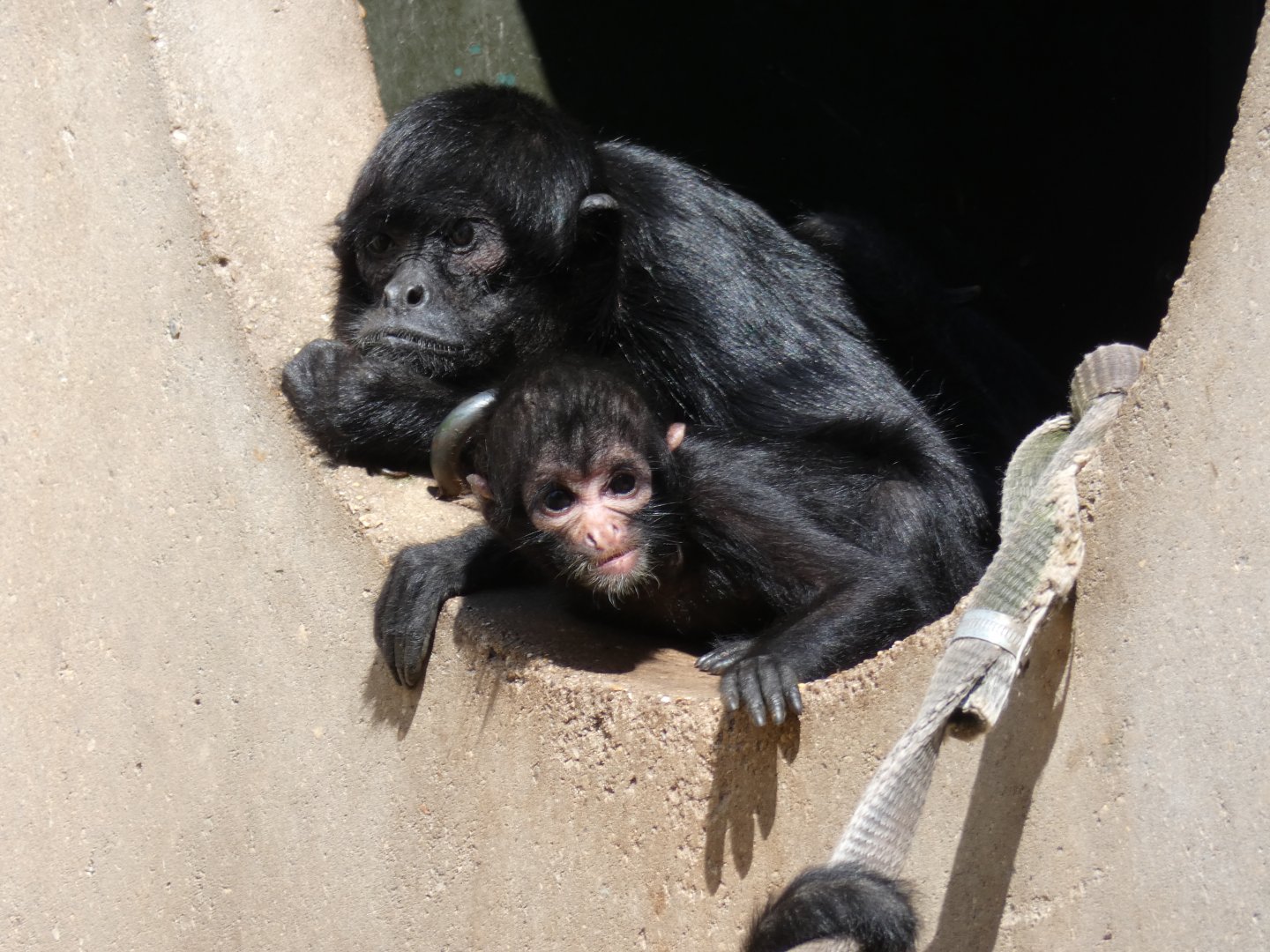 Young Colombian Black Spider Monkey