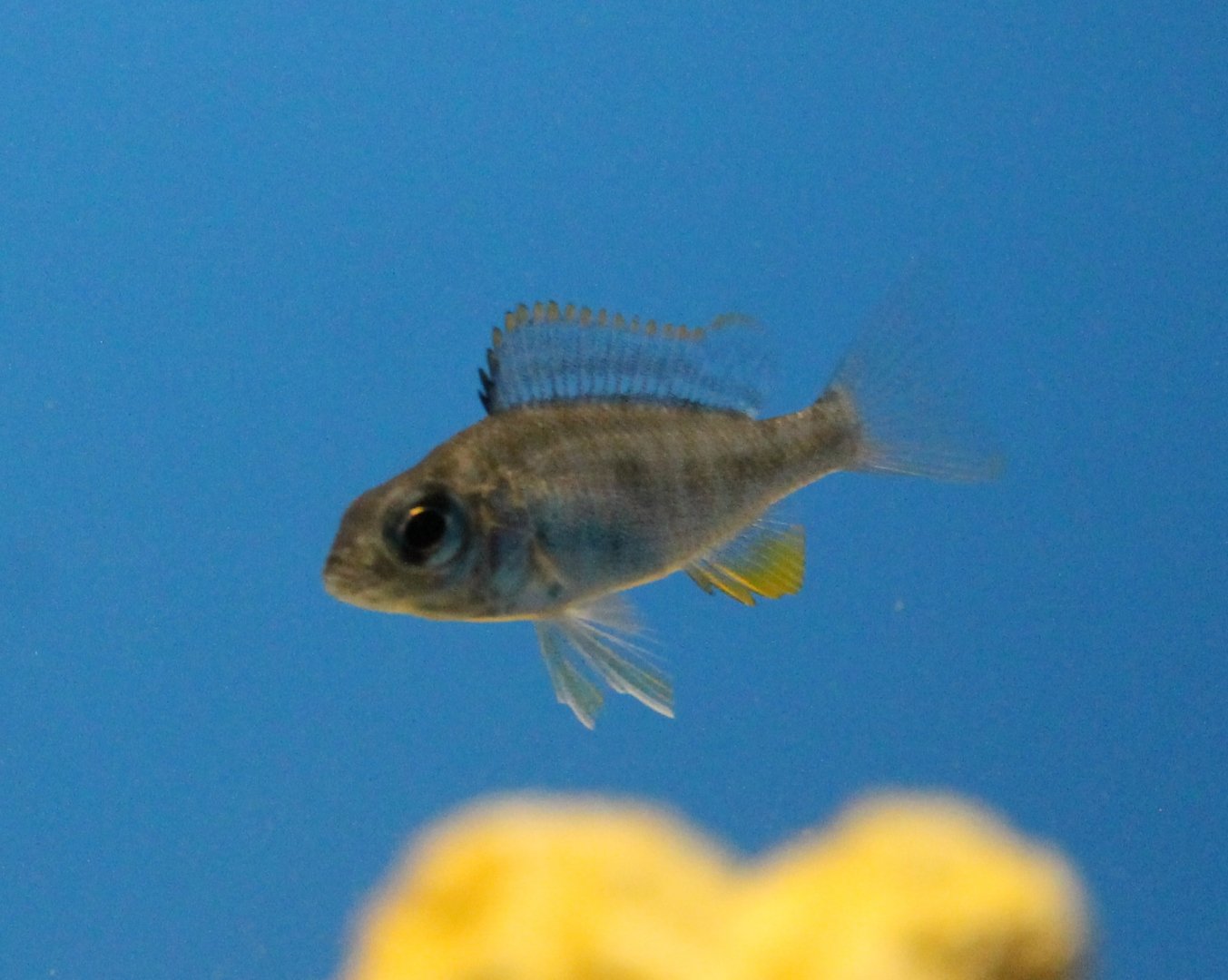 Young Copadichromis verduyni - Verduyn's cichlid