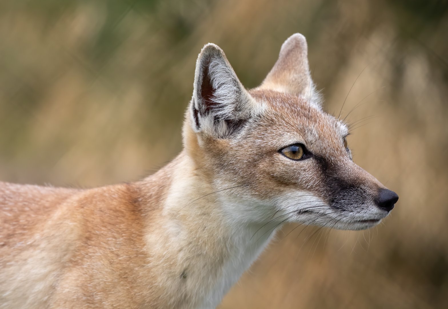 Young Corsac Fox / Hamerton / 15-8-20