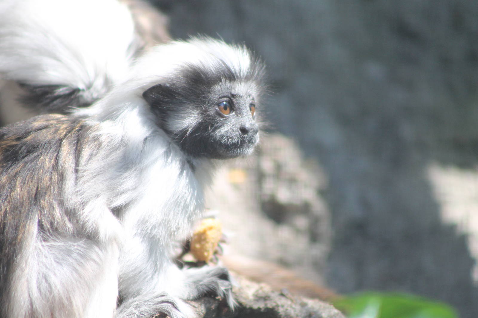 young cotton-top tamarin