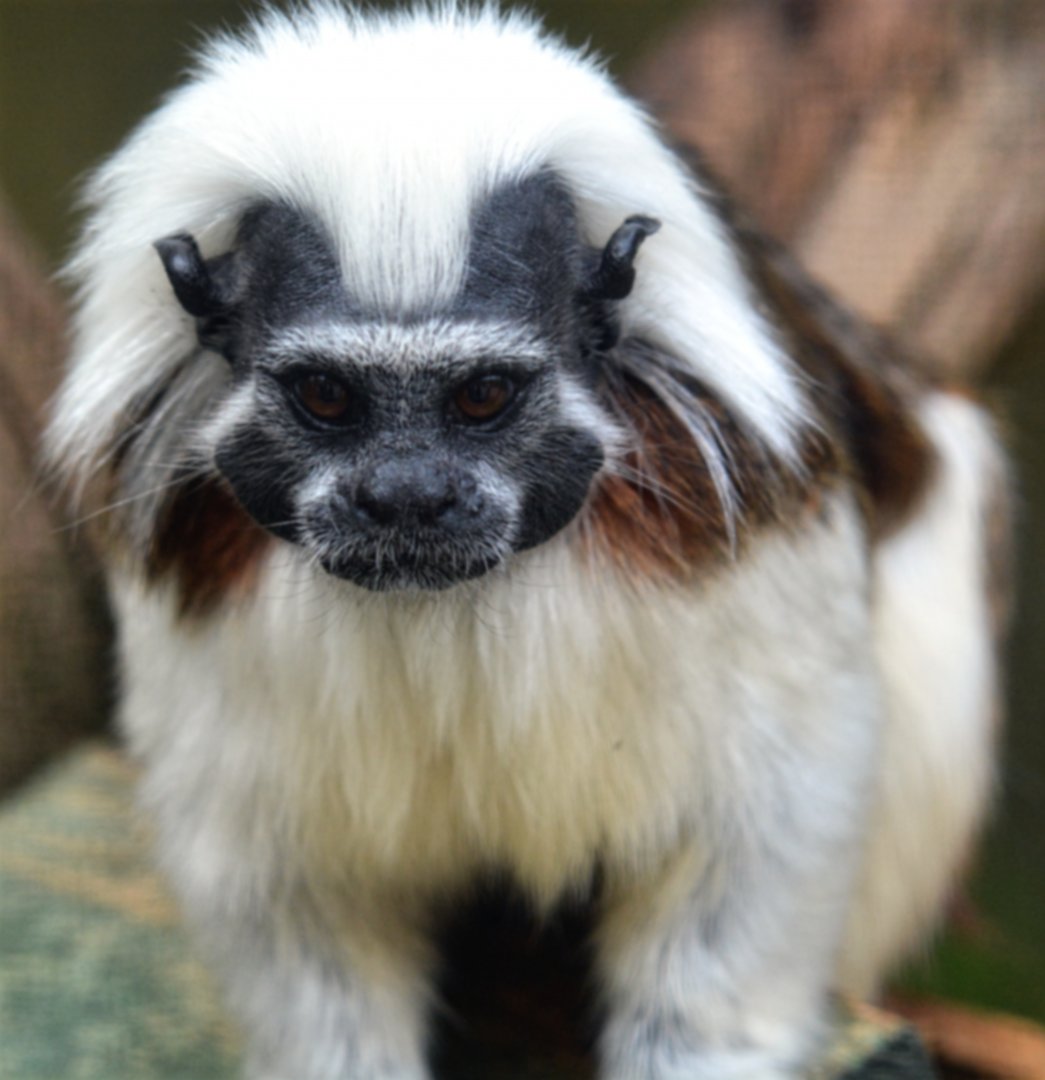 Young Cotton top Tamarin