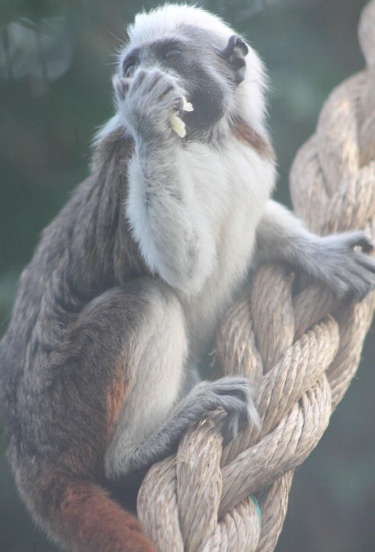 Young Cotton-top tamarin