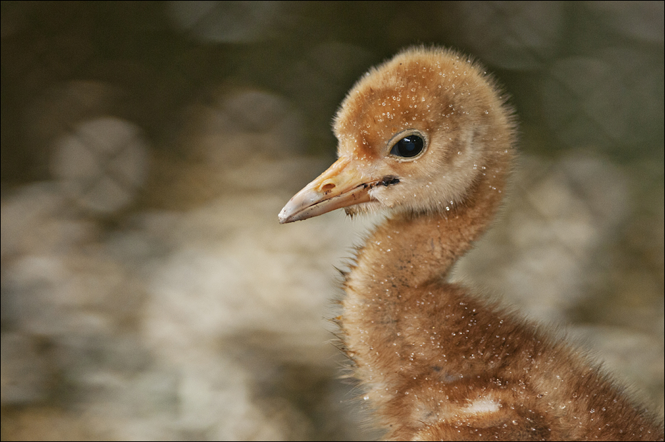 Young crane at Hamburg