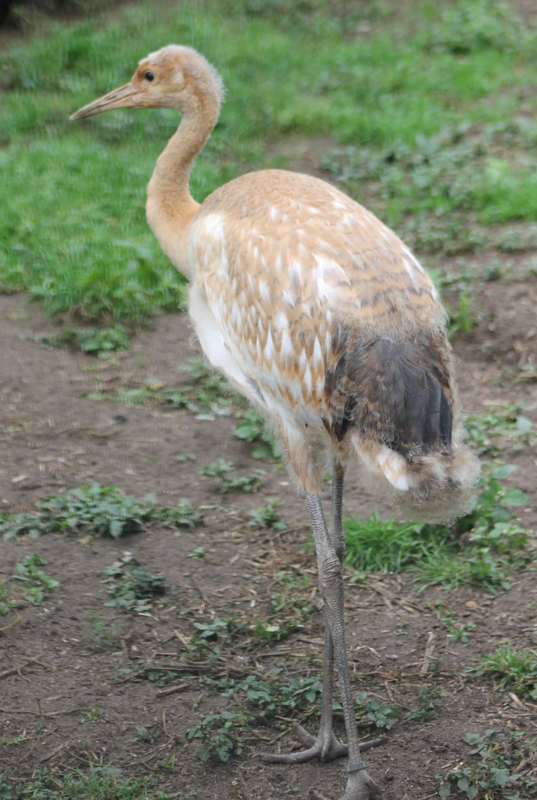 Young crane