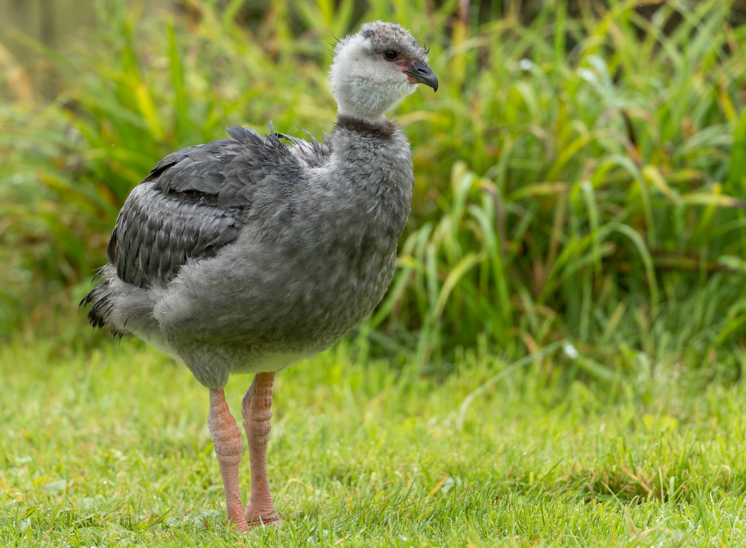 Young crested Screamer, WWT Slimbridge, UK